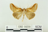 中文名:(1282-10219)學名:Habrosyne indica formosana Werny, 1966(1282-10219)