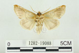 中文名:(1282-19088)學名:Habrosyne indica formosana Werny, 1966(1282-19088)