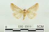 中文名:(1282-35010)學名:Habrosyne indica formosana Werny, 1966(1282-35010)