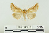 中文名:(1282-35010)學名:Habrosyne indica formosana Werny, 1966(1282-35010)