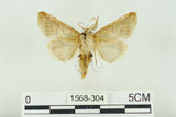 中文名:(1568-304)學名:Habrosyne indica formosana Werny, 1966(1568-304)