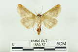 中文名:(1580-87)學名:Habrosyne indica formosana Werny, 1966(1580-87)