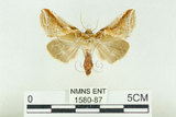 中文名:(1580-87)學名:Habrosyne indica formosana Werny, 1966(1580-87)