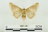 中文名:(1601-49)學名:Habrosyne indica formosana Werny, 1966(1601-49)