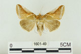 中文名:(1601-49)學名:Habrosyne indica formosana Werny, 1966(1601-49)