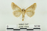 中文名:(2266-1504)學名:Habrosyne indica formosana Werny, 1966(2266-1504)