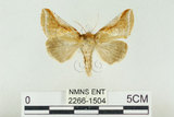 中文名:(2266-1504)學名:Habrosyne indica formosana Werny, 1966(2266-1504)