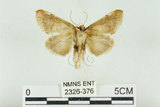 中文名:(2326-376)學名:Habrosyne indica formosana Werny, 1966(2326-376)