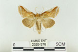 中文名:(2326-376)學名:Habrosyne indica formosana Werny, 1966(2326-376)