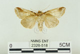 中文名:(2326-518)學名:Habrosyne indica formosana Werny, 1966(2326-518)