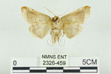 中文名:(2326-459)學名:Habrosyne indica formosana Werny, 1966(2326-459)