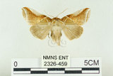 中文名:(2326-459)學名:Habrosyne indica formosana Werny, 1966(2326-459)