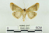 中文名:(3042-693)學名:Habrosyne indica formosana Werny, 1966(3042-693)