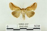 中文名:(3042-693)學名:Habrosyne indica formosana Werny, 1966(3042-693)