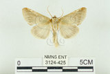 中文名:(3124-425)學名:Habrosyne indica formosana Werny, 1966(3124-425)