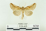 中文名:(3124-425)學名:Habrosyne indica formosana Werny, 1966(3124-425)