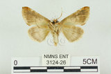 中文名:(3124-26)學名:Habrosyne indica formosana Werny, 1966(3124-26)