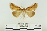 中文名:(3124-26)學名:Habrosyne indica formosana Werny, 1966(3124-26)