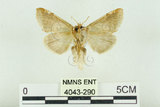 中文名:(4043-290)學名:Habrosyne indica formosana Werny, 1966(4043-290)