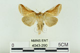 中文名:(4043-290)學名:Habrosyne indica formosana Werny, 1966(4043-290)