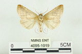 中文名:(4095-1019)學名:Habrosyne indica formosana Werny, 1966(4095-1019)