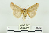 中文名:(4095-608)學名:Habrosyne indica formosana Werny, 1966(4095-608)