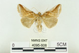 中文名:(4095-608)學名:Habrosyne indica formosana Werny, 1966(4095-608)