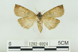 中文名:塞聶波紋蛾(1282-6924)學名:Neotogaria saitonis Matsumura, 1931(1282-6924)中文別名:基黑波紋蛾