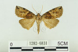 中文名:塞聶波紋蛾(1282-6831)學名:Neotogaria saitonis Matsumura, 1931(1282-6831)中文別名:基黑波紋蛾