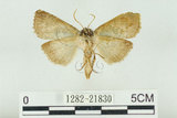 中文名:塞聶波紋蛾(1282-21830)學名:Neotogaria saitonis Matsumura, 1931(1282-21830)中文別名:基黑波紋蛾