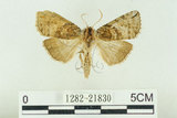 中文名:塞聶波紋蛾(1282-21830)學名:Neotogaria saitonis Matsumura, 1931(1282-21830)中文別名:基黑波紋蛾