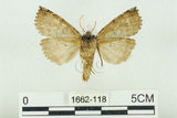 中文名:塞聶波紋蛾(1662-118)學名:Neotogaria saitonis Matsumura, 1931(1662-118)中文別名:基黑波紋蛾