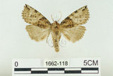中文名:塞聶波紋蛾(1662-118)學名:Neotogaria saitonis Matsumura, 1931(1662-118)中文別名:基黑波紋蛾
