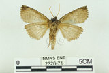 中文名:塞聶波紋蛾(2326-71)學名:Neotogaria saitonis Matsumura, 1931(2326-71)中文別名:基黑波紋蛾