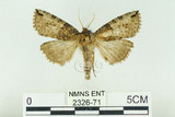 中文名:塞聶波紋蛾(2326-71)學名:Neotogaria saitonis Matsumura, 1931(2326-71)中文別名:基黑波紋蛾