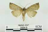 中文名:塞聶波紋蛾(3584-9)學名:Neotogaria saitonis Matsumura, 1931(3584-9)中文別名:基黑波紋蛾