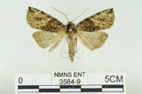 中文名:塞聶波紋蛾(3584-9)學名:Neotogaria saitonis Matsumura, 1931(3584-9)中文別名:基黑波紋蛾