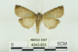 中文名:塞聶波紋蛾(4043-803)學名:Neotogaria saitonis Matsumura, 1931(4043-803)中文別名:基黑波紋蛾