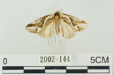 中文名:素漂波紋蛾(2002-144)學名:Psidopala shirakii (Matsumura, 1931)(2002-144)