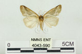 中文名:素漂波紋蛾(4043-590)學名:Psidopala shirakii (Matsumura, 1931)(4043-590)