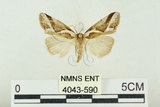 中文名:素漂波紋蛾(4043-590)學名:Psidopala shirakii (Matsumura, 1931)(4043-590)