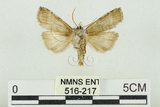 中文名:塔偉波紋蛾(516-217)學名:Takapsestis wilemaniella Matsumura, 1933(516-217)