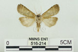 中文名:塔偉波紋蛾(516-214)學名:Takapsestis wilemaniella Matsumura, 1933(516-214)
