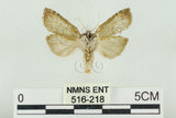 中文名:塔偉波紋蛾(516-218)學名:Takapsestis wilemaniella Matsumura, 1933(516-218)