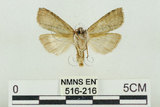 中文名:塔偉波紋蛾(516-216)學名:Takapsestis wilemaniella Matsumura, 1933(516-216)