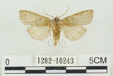 中文名:塔偉波紋蛾(1282-10243)學名:Takapsestis wilemaniella Matsumura, 1933(1282-10243)