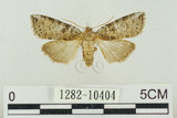 中文名:塔偉波紋蛾(1282-10404)學名:Takapsestis wilemaniella Matsumura, 1933(1282-10404)