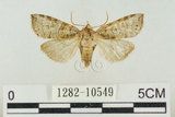 中文名:塔偉波紋蛾(1282-10549)學名:Takapsestis wilemaniella Matsumura, 1933(1282-10549)