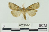 中文名:塔偉波紋蛾(2266-3)學名:Takapsestis wilemaniella Matsumura, 1933(2266-3)