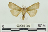 中文名:塔偉波紋蛾(2266-206)學名:Takapsestis wilemaniella Matsumura, 1933(2266-206)